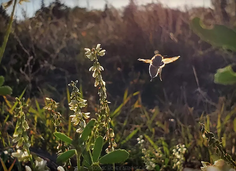 honey bee, down amongst the shrubby flowers backlit by autumn early evening sunlight